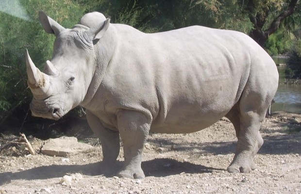 rinoceronte blanco zoo eu muerto