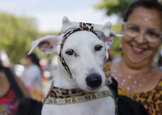 Carnaval de perros huesito