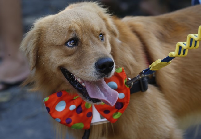 Carnaval de perros payasito