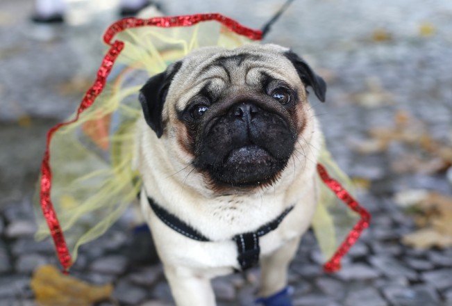 Carnaval de perros pug