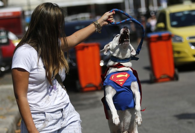 Carnaval de perros superman