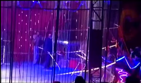 león ataca a entrenadora en circo