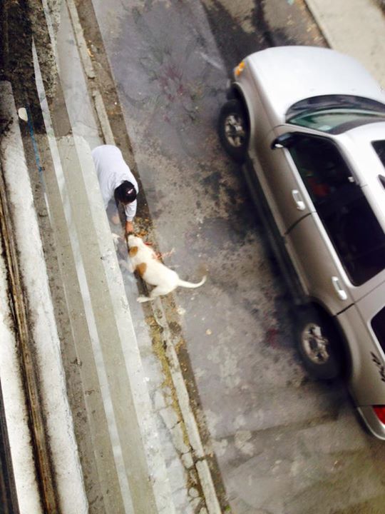 señora ataca perros morelia