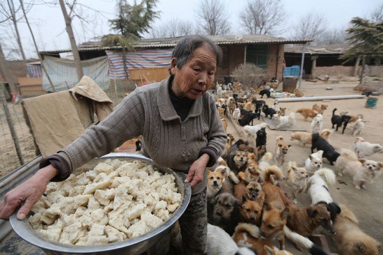 Alimenta a 1300 perritos diario