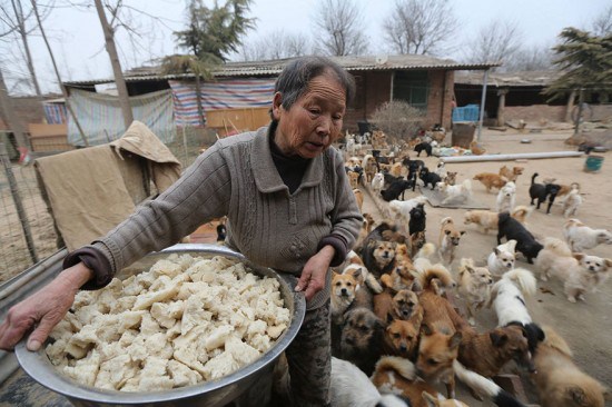 Alimenta a 1300 perritos diario