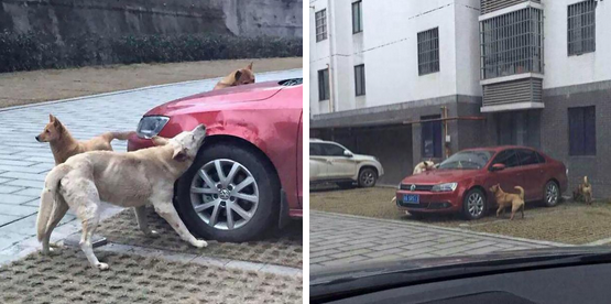 Un hombre pateó a un perro porque el animal dormía en su espacio de estacionamiento, esto en China.