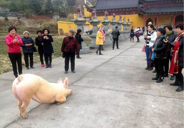 Cerdo Escapa De Granja Y Se Va A Rezar A Templo Budista