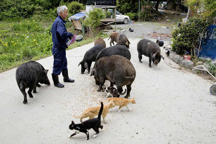 Naoto alimenta cerdos