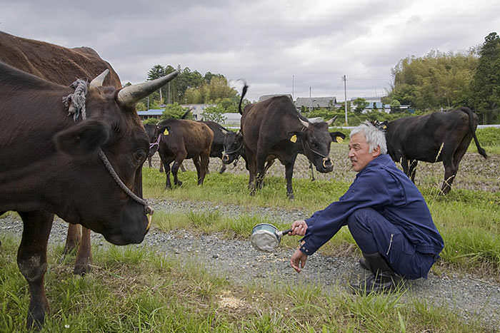 Naoto alimentando vacas