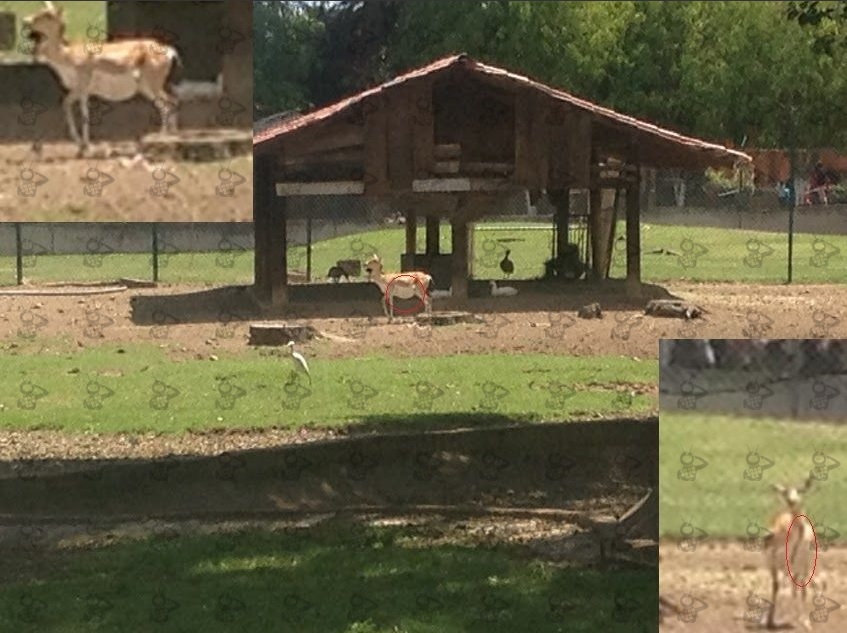 La antilope captada momentos antes de morir, cuando mostraba comportamiento errático caminando en circulos. En su cuello una mancha de sangre roja apenas perceptible a la distancia // Especial JF