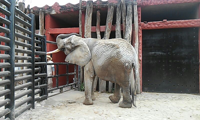 elefante africana Merry Zoológico de Morelia