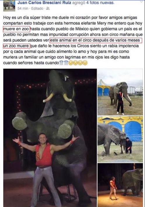 elefante muerto zoo de morelia la buena