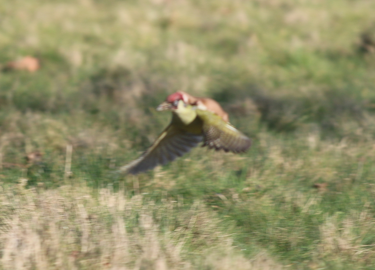 foto tierna pajaro comadreja 2
