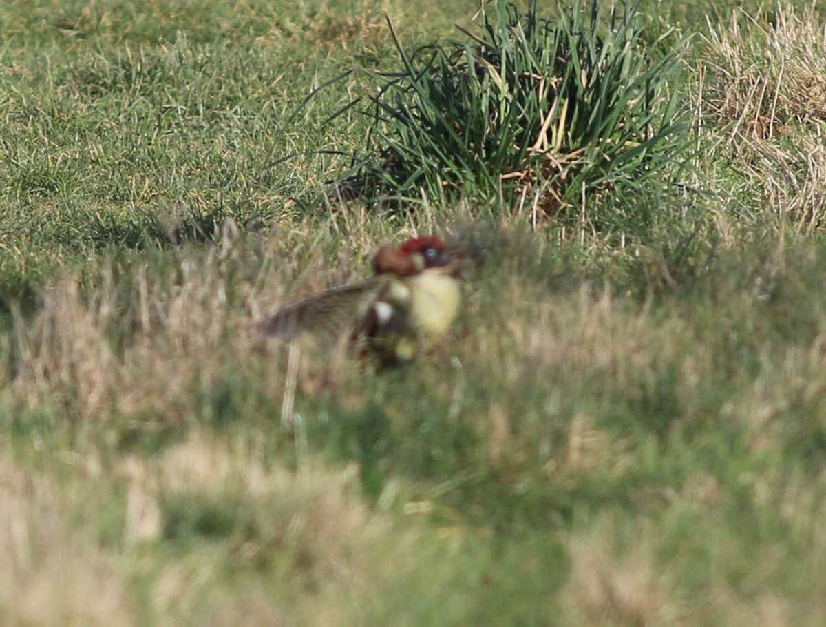 foto tierna pajaro comadreja 3