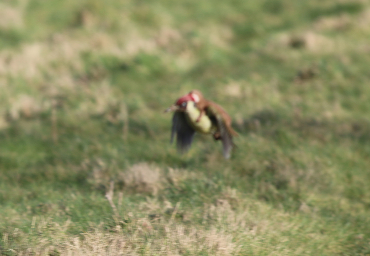 foto tierna pajaro comadreja 4