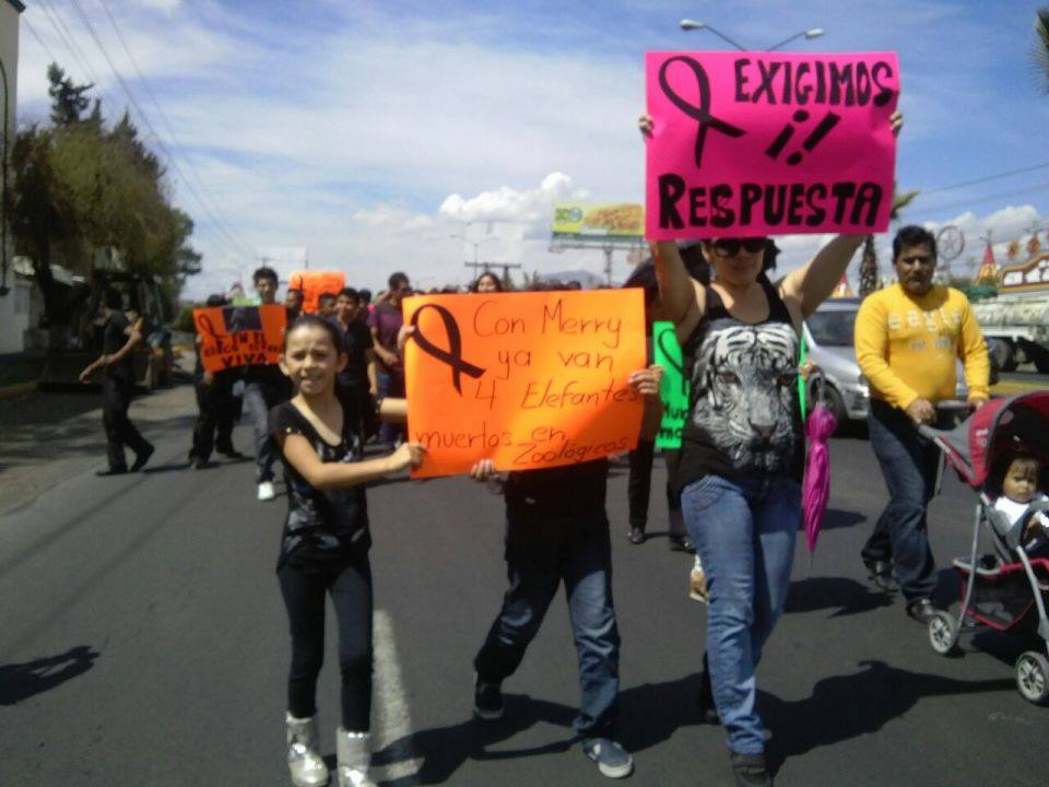 marcha elefanta Merry Morelia 2