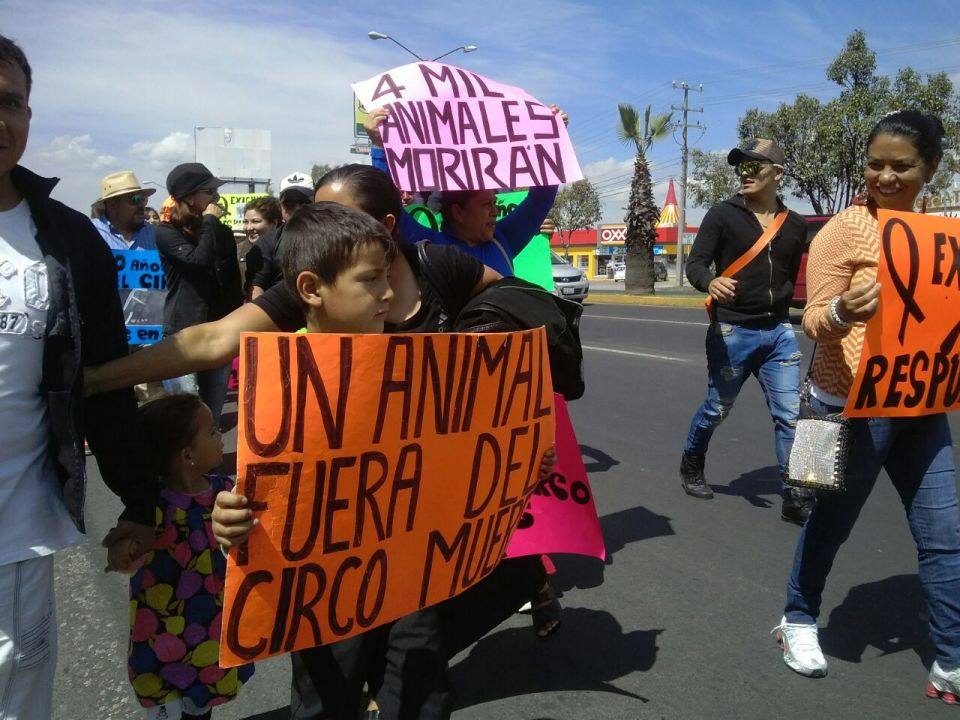 marcha elefanta Merry Morelia 4