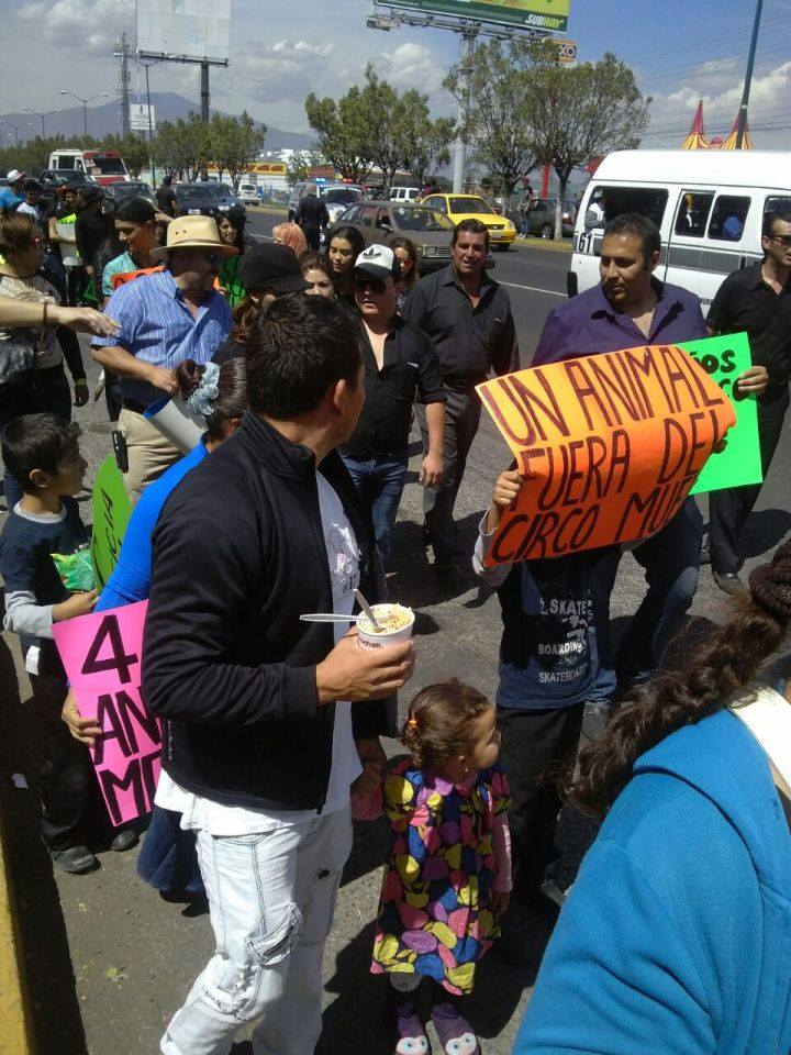 marcha elefanta Merry Morelia 5