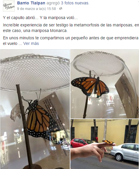 tienda que vende mariposa monarca