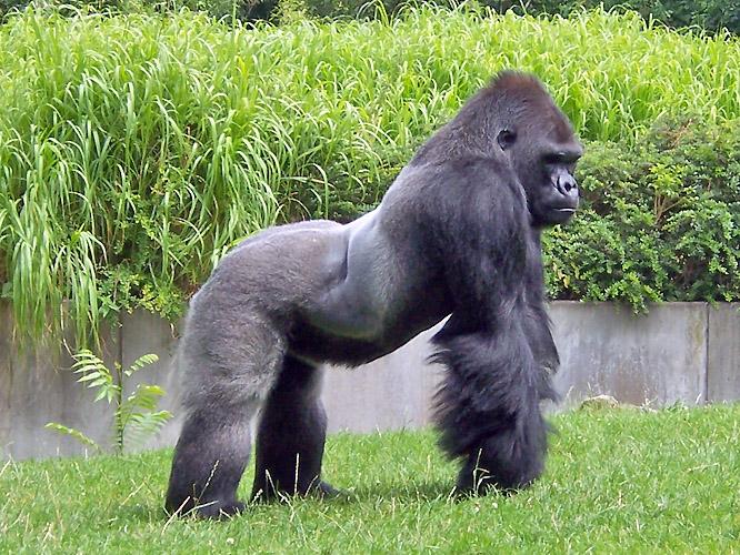 Gorila espalda plateasa
