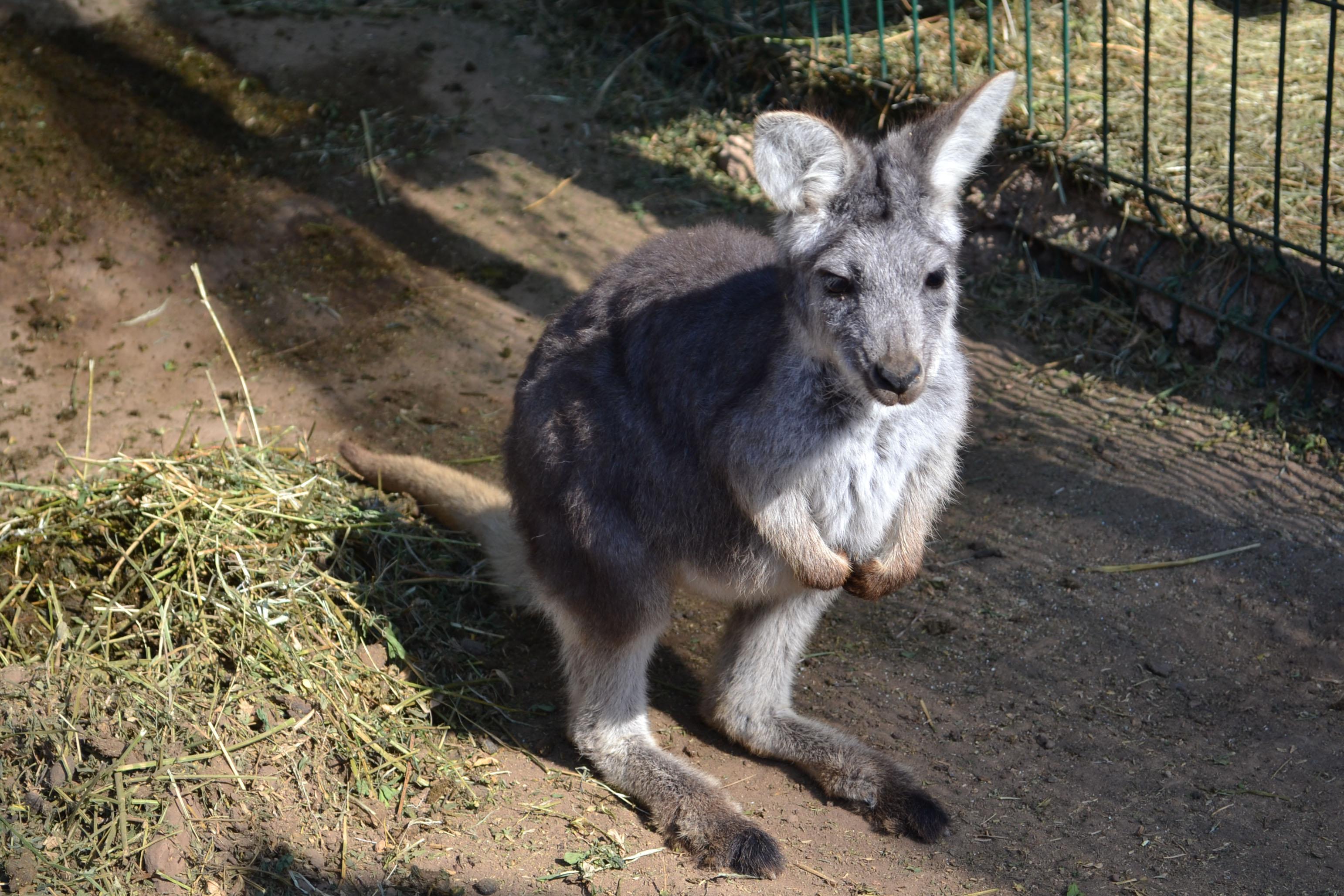 canguro