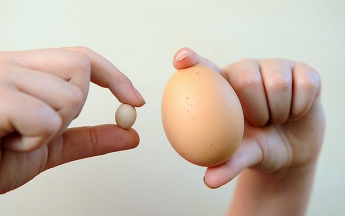 el huevo de gallina más pequeño del mundo