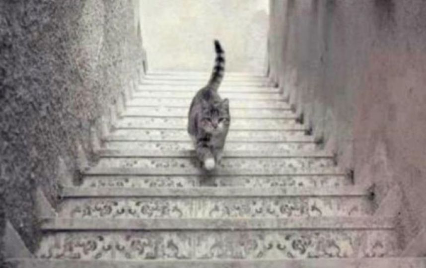 ilusión óptica de gato en escaleras