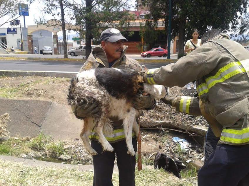 morelia bomberos perrita rescate 2