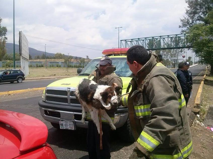 morelia bomberos perrita rescate 5