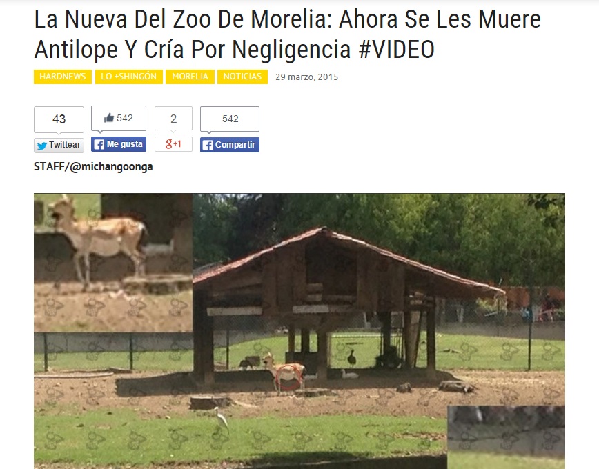 nota la nueva del zoo muerte de antílope