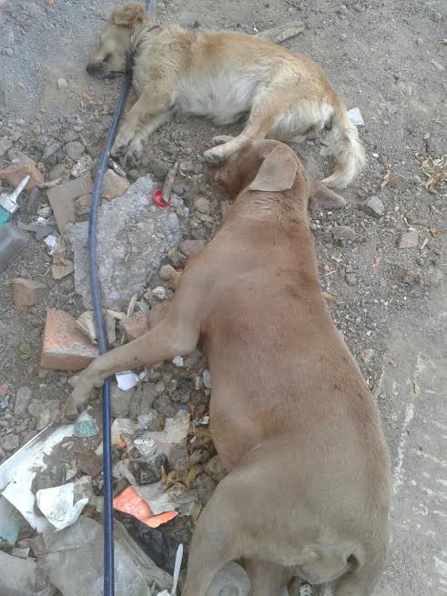 perros callejeros envenenados Morelia