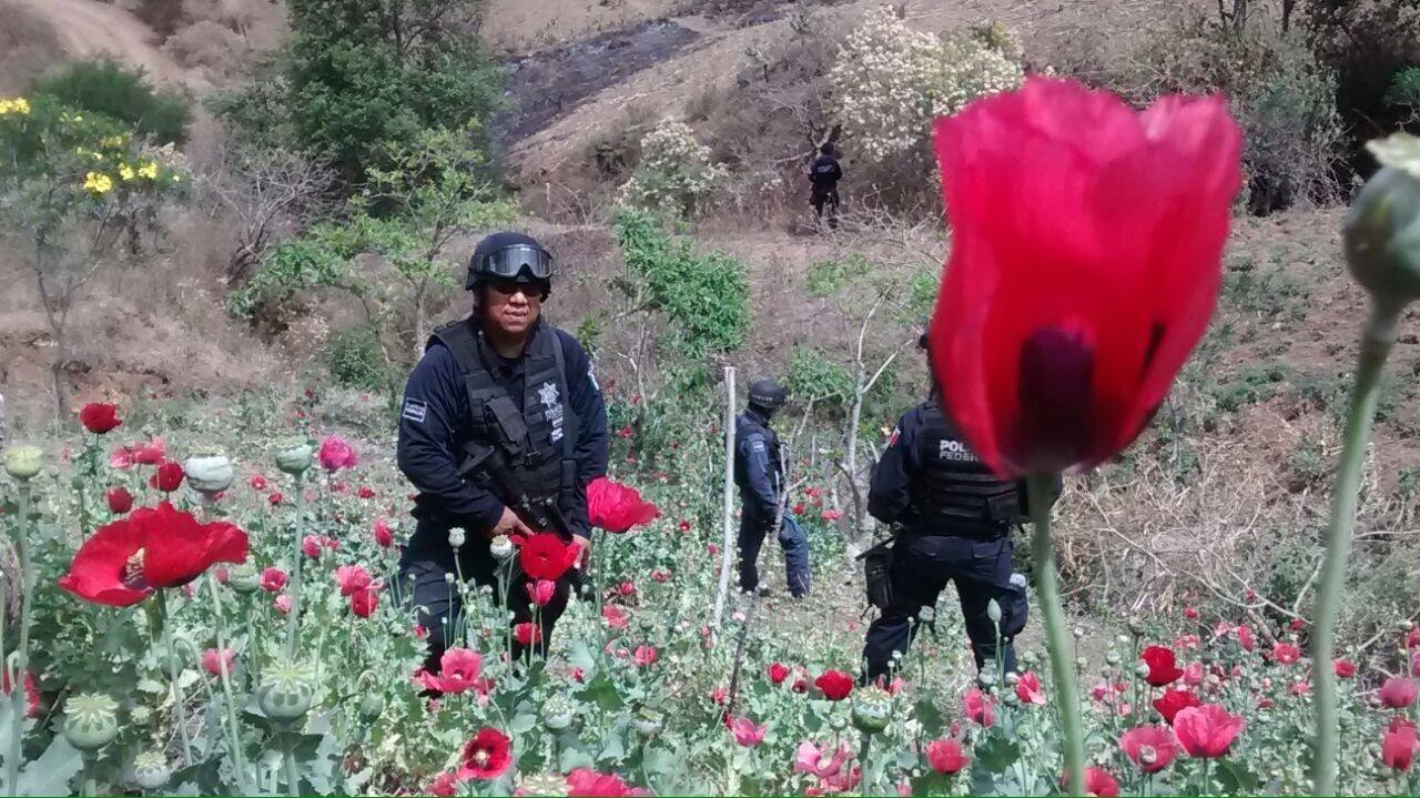 plantío amapola Policía Federal