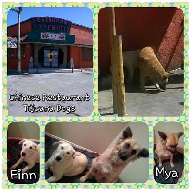 El restaurante donde se vendia carne de perro en Tijuana y algunos de los caninos rescatados en el lugar // Collage: ONG