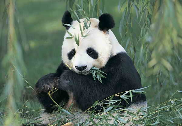 Basil el panda