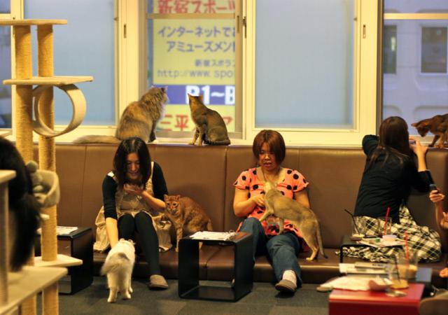 Cat Café en Japón