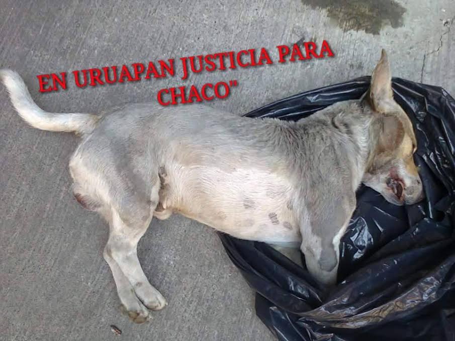 Animalistas compartieron la imágen de la mascota presuntamente asesinada por el funcionario
