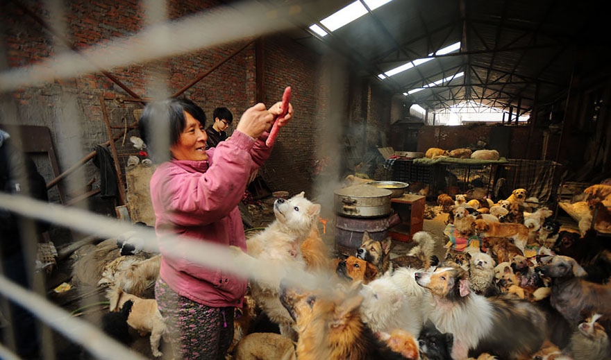 Yang Xiaoyun salva a perros en China 2