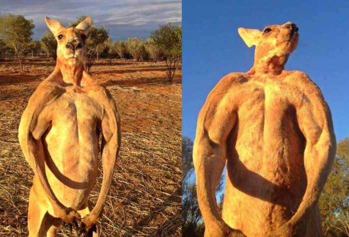 canguro bien mamado como la fuerza de un boxeador 1