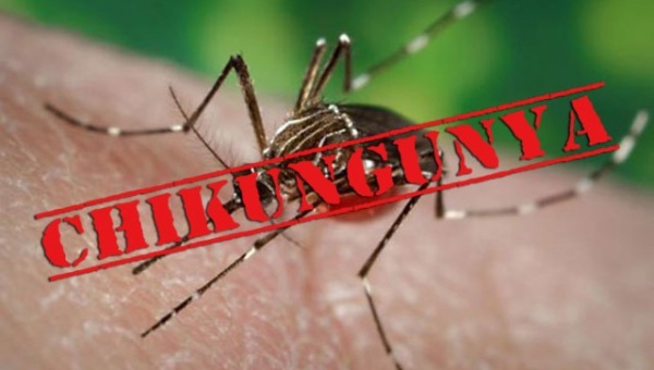 chikungunya alerta