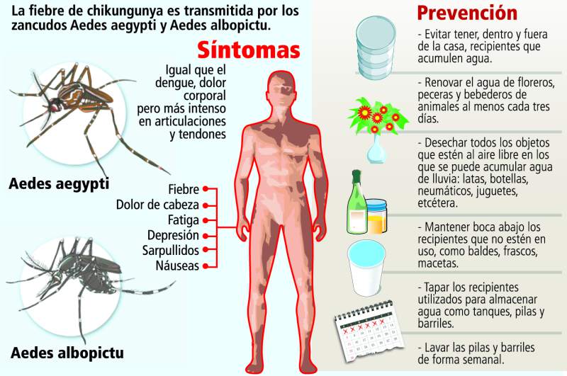 chikungunya sintomas