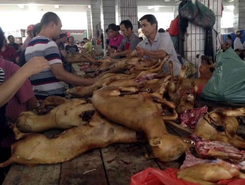 festival-carne-perro-china