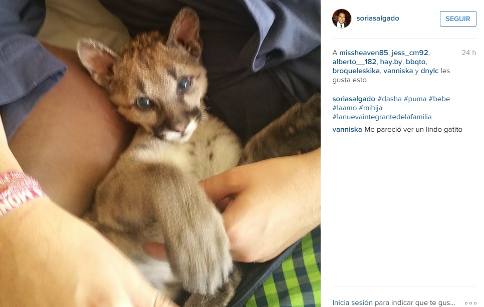 priista puma instagram 1