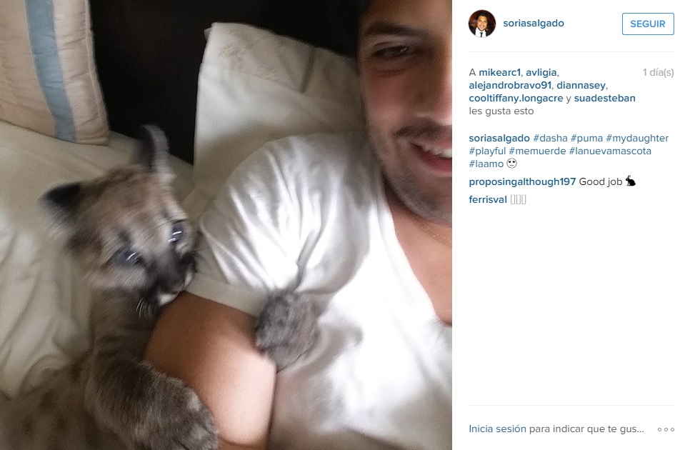 priista puma instagram 3