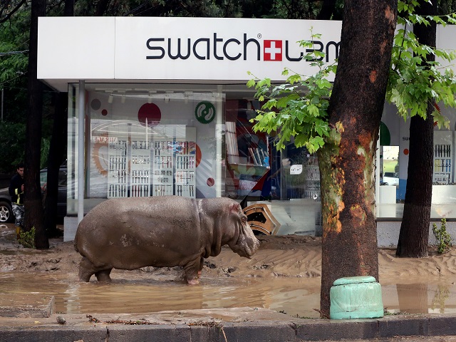 A hippopotamus walks along a flooded street in Tbilisi on June 14, 2015. Tigers, lions, jaguars, bears and wolves escaped on June 14 from flooded zoo enclosures in the Georgian capital Tbilisi, the mayor's office said. Some of the animals were captured by police while others were shot dead, the mayor's office told local Rustavi 2 television. At least eight people have drowned and several others are missing in the Georgian capital Tbilisi in serious flooding. AFP PHOTO / BESO GULASHVILI