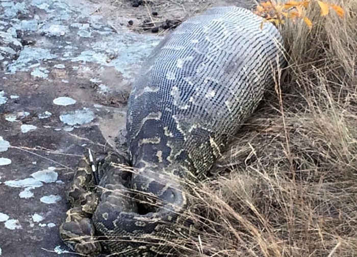 Insólitas Imágenes De Una Pitón Que Murió Tras Tragarse Un Gran Puercoespín 2