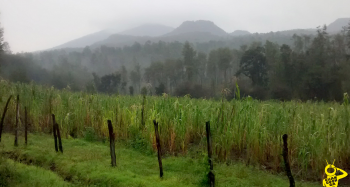 URUAPAN-Granizada-afecta-cultivos1