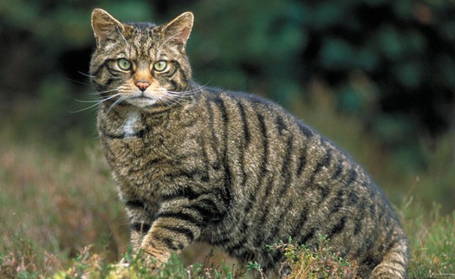 gatos