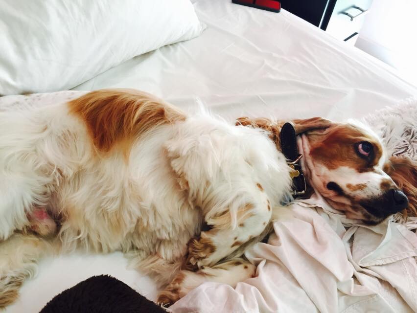 perrito quemado por ladyveterinaria