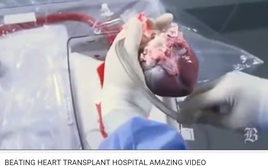 Espectacular Video Un Corazón Humano Que Late En Vivo Y A Todo Color 3