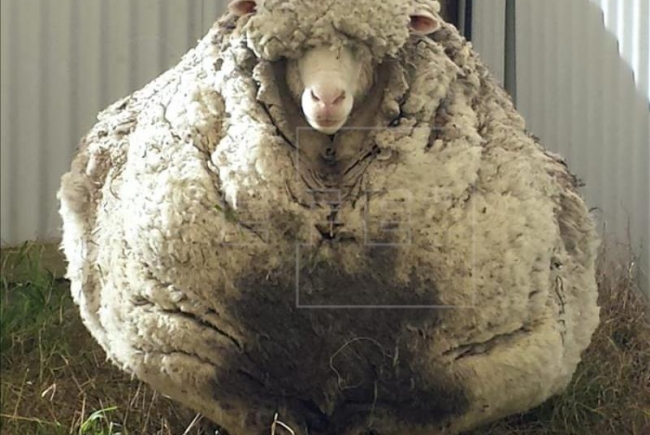 Ovejota super lanuda